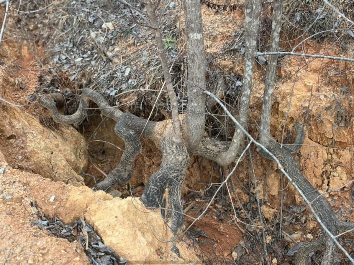 7 Day Weather and Astronomy Forecast for Macon and Middle Georgia (2/2-2/8)