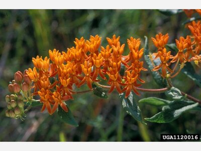 Native Plant Education Center's Fall 2022 Plant Sales 
