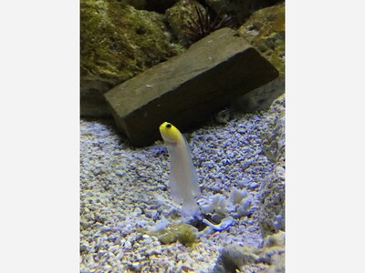 DEAL: For a limited time Georgia Aquarium's Georgia Resident Pass allows you to go many times in 2023 for the price of one day