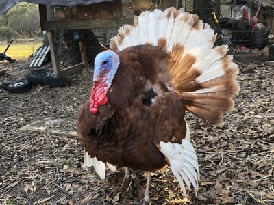 Turkeys (including Bourbon Reds) for sale from Weeks Family Farm