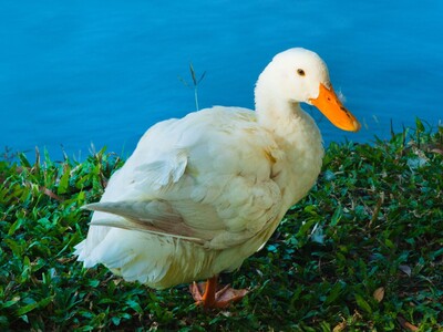 Aflac to Give $100,000 Aflac CareGrant to Georgia College and State University (GCSU) at Event on February 16th