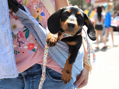 Scenes from the First Weekend of the 2024 International Cherry Blossom Festival