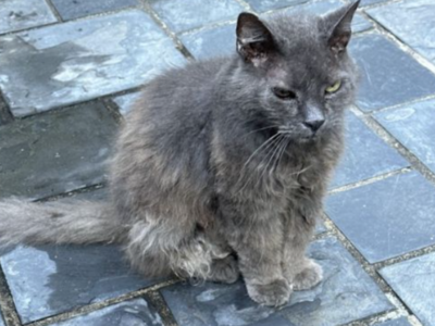 LOST PET: Beloved Boo is Missing (last seen near Pine Knoll Drive in North Macon) $200 award!