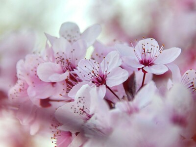 PRESS RELEASE: “Pink Provisions Preview Party” Promises  a Food Festival, Jazz Music and a Fantastic Way to Ring in the 2025 International Cherry Blossom Festival