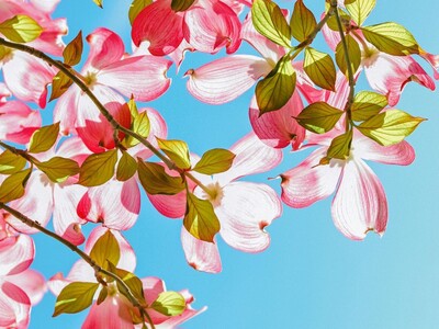 36th Annual Perry Dogwood Festival (4/12-4/13)