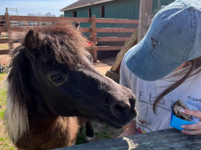 Gray's Brave Meadows Offers Therapeutic Horse Riding for Individuals with Disabilities and Much More