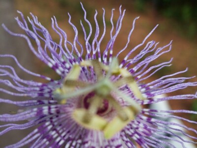 Fun Things to Do this Week in the Heart of Georgia
