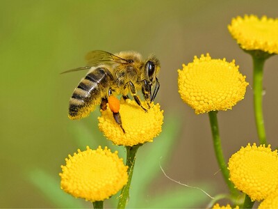 PRESS RELEASE: Downtown Macon Celebrates Bee's Knees Week (6/13-6/22)