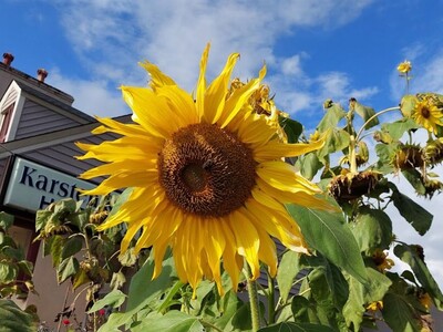 PLANTS: Warner Robins Native Plant Center Opens February 5th and Sells a Wide Variety of Native Plants