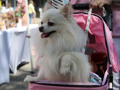 Weekday Adventures in the Heart of Georgia (3/29-4/5)