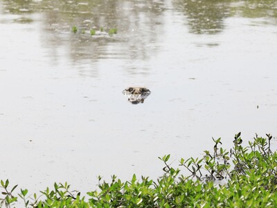 7 Day Weather and Astronomy Forecast for Macon and Middle Georgia (4/20-4/26)