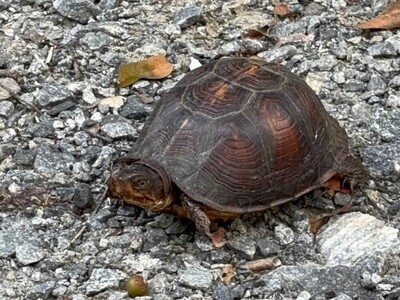 Weekend Adventures in the Heart of Georgia (7/10-7/13)