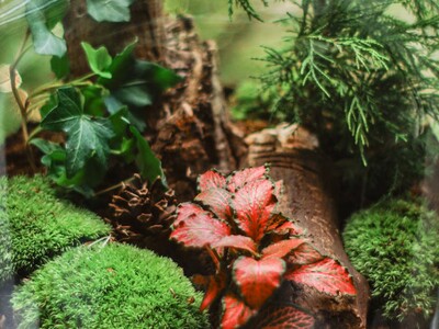 Terrarium Workshop at Switch Macon