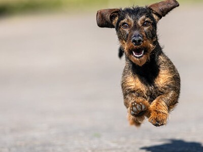 Cherry Blossom Wiener Dog Race
