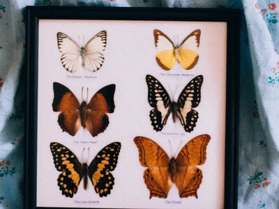 Middle Georgia Oddities Market