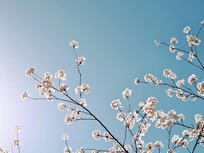 44th Annual International Cherry Blossom Festival (3/20 - 3/29)