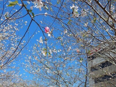42nd Annual International Cherry Blossom Festival (3/15 - 3/24)